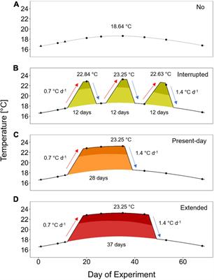 The Role of Recovery Phases in Mitigating the Negative Impacts of Marine Heatwaves on the Sea Star Asterias rubens